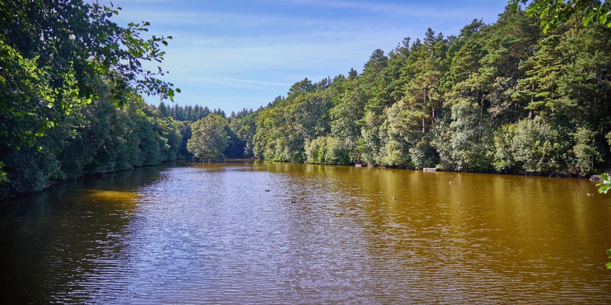 A tranquil river surrounded by lush green trees under a clear blue sky.