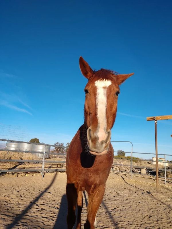 Wild mustang at BLM Ridgecrest facility. 