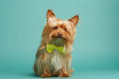 Sable yorkie, chocolate yorkie, yorkies near me, yorkie studs, yorkie for mating, stud service, pets