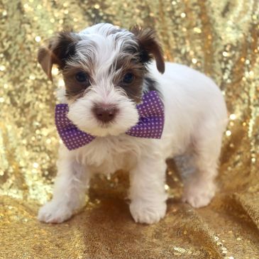 Yorkies Of Houston Puppies Yorkshire Terrier Dog