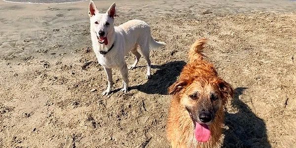 white German shepherd and tan golden GSD poodle mix off leash at beach