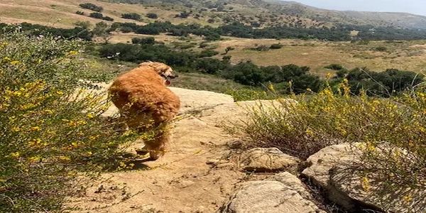 large fluffy tan dog on off leash hike overlooking view of grassy hills