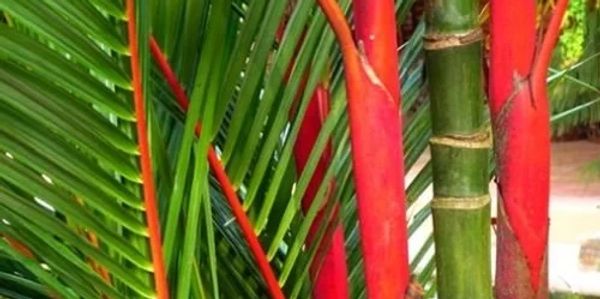 Over 100 species of wholesale palm trees for commercial landscapes in Houston and across Texas.