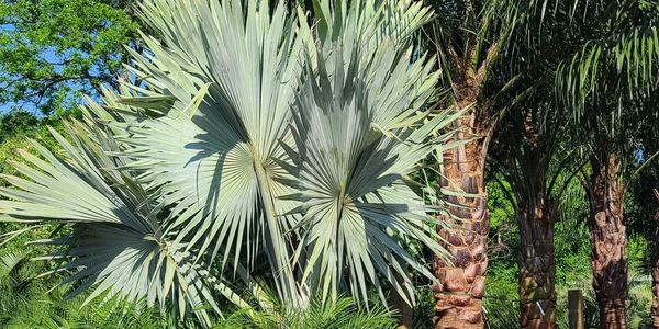 Grade A wholesale palms selected for exceptional quality, healthy roots and transplant success.
