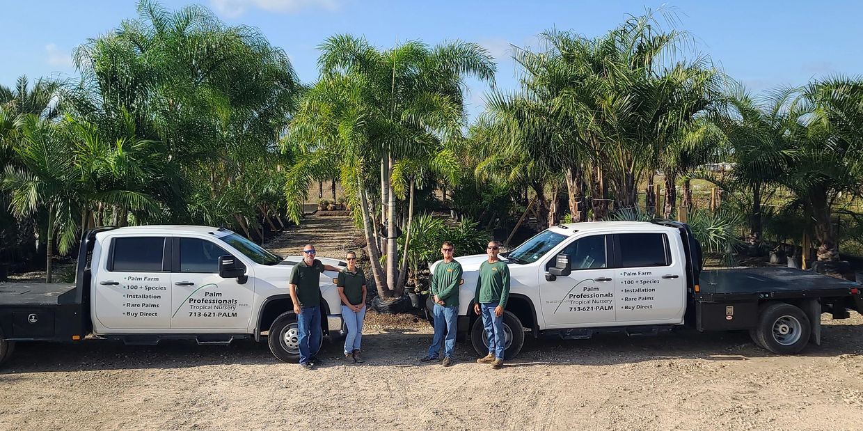 Wholesale palm trees for sale in Houston, Texas from Palm Professionals commercial palm farm.