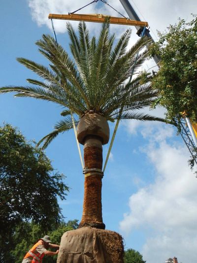 Expert Palm Tree installation with crane of large Palm