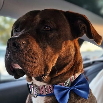Boxer Pitbul mixed just groomed