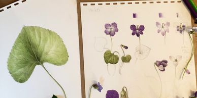 Detailed botanical sketches of a green leaf and purple flowers on paper.
