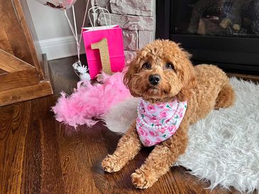 Goldendoodle puppies first birthday, sent by a previous client. 