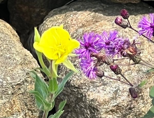 St. John’s Wort-Spirea alba with NY Ironweed- Veronia novaboracensis