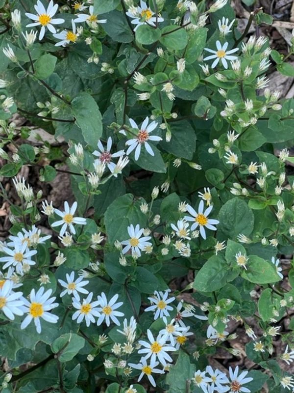 White Wood Aster-Eurybia divaricata