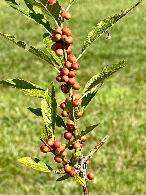 Winterberry-Ilex verticilatta