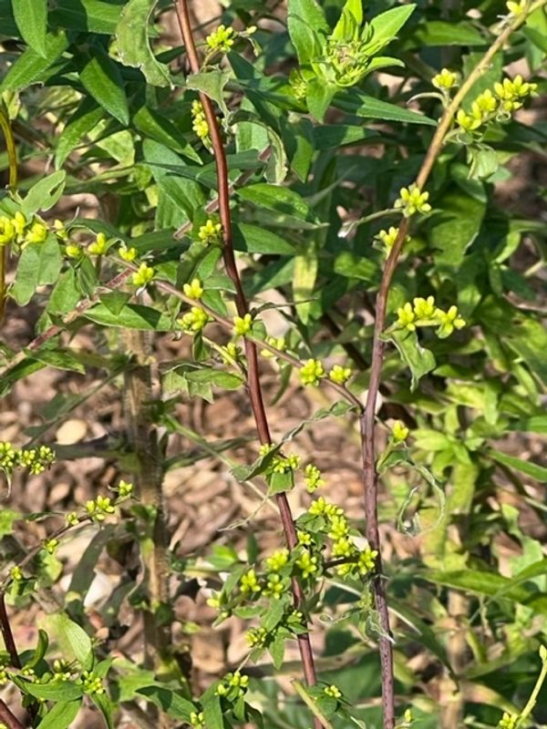 Wreath Goldenrod-Solidago caesia