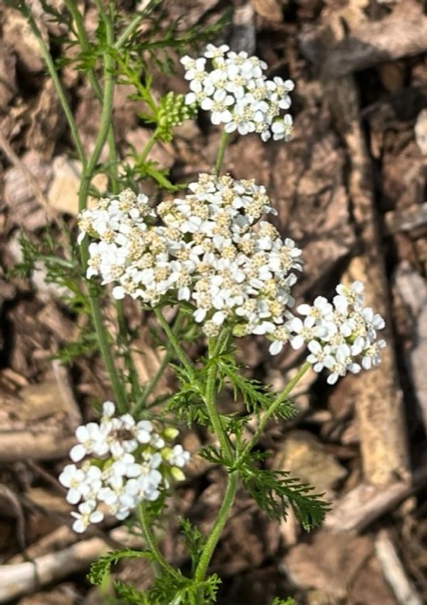 Yarrow-Achillea millefolium