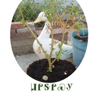 A small plant growing in a pot with a white duck statue in the background.
