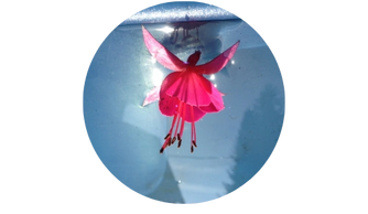 magenta fairy angel in flight