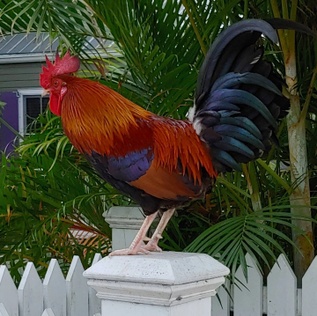 Rooster's Retreat