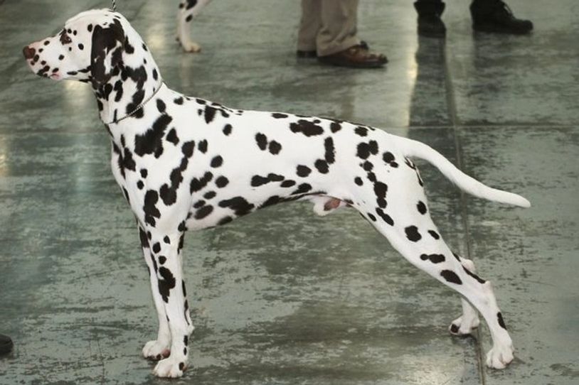 Dalmatian dog standing indoors.
