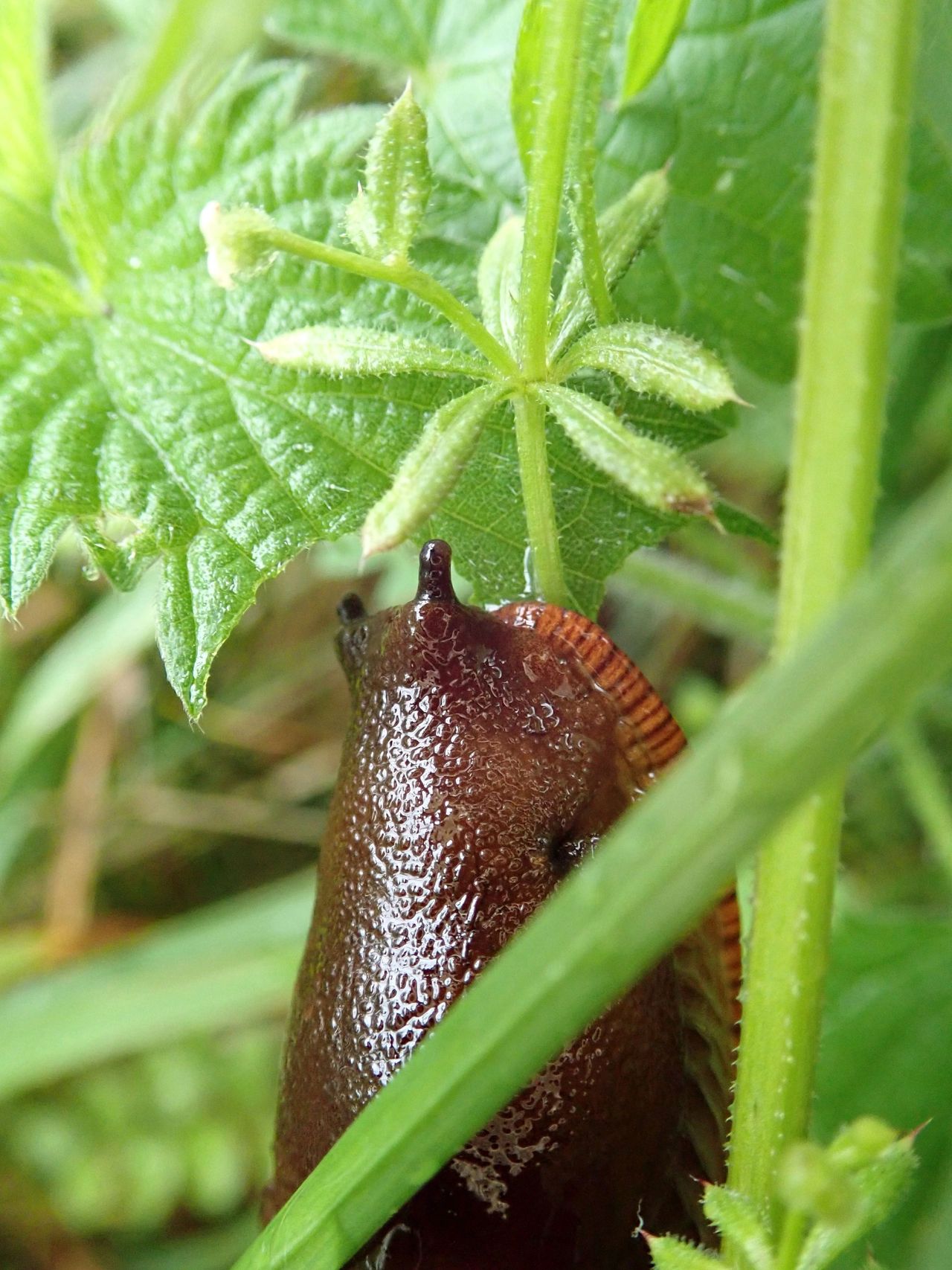 On Nature column: Irritant stinging nettle an important resource for  wildlife, Columns