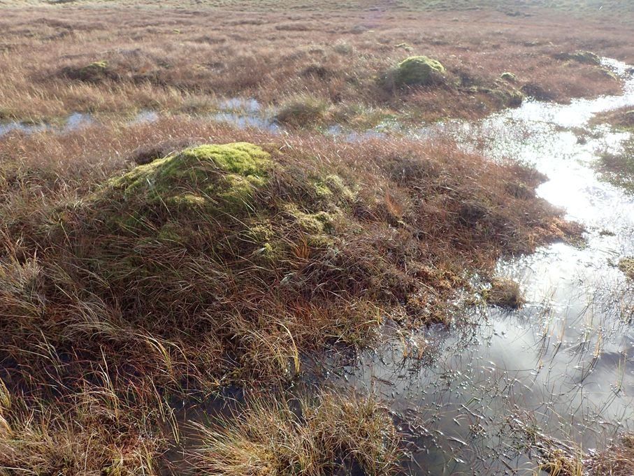 Peatland Condition Assessment Peatland Condition Assessment