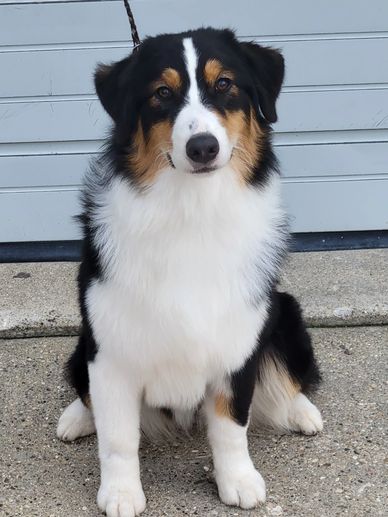 A fluffy tricolor Australian Shepherd sitting on concrete.