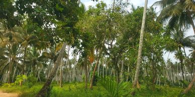 Zanzibar forest