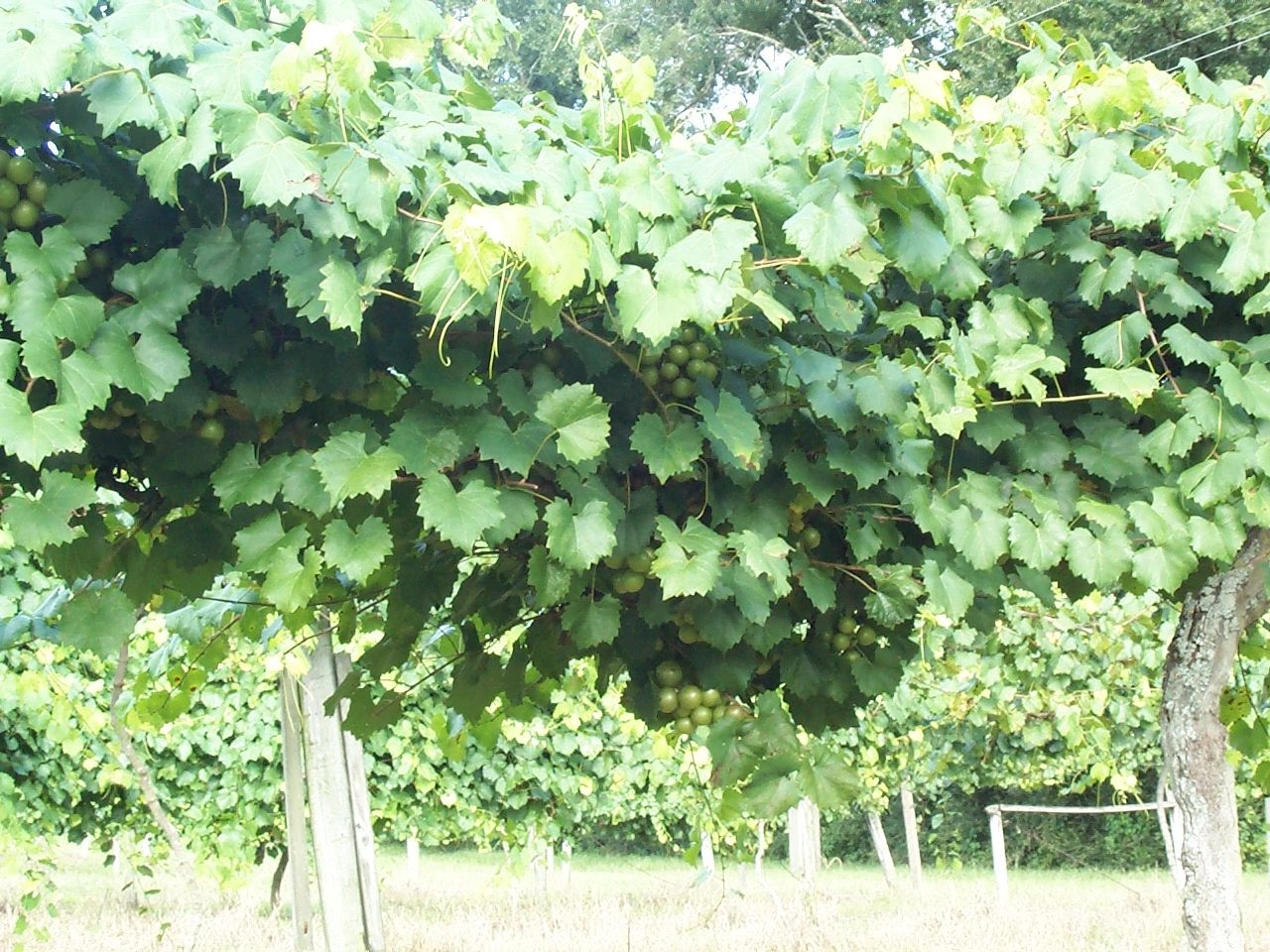 Windy Hill Vineyard photo 2