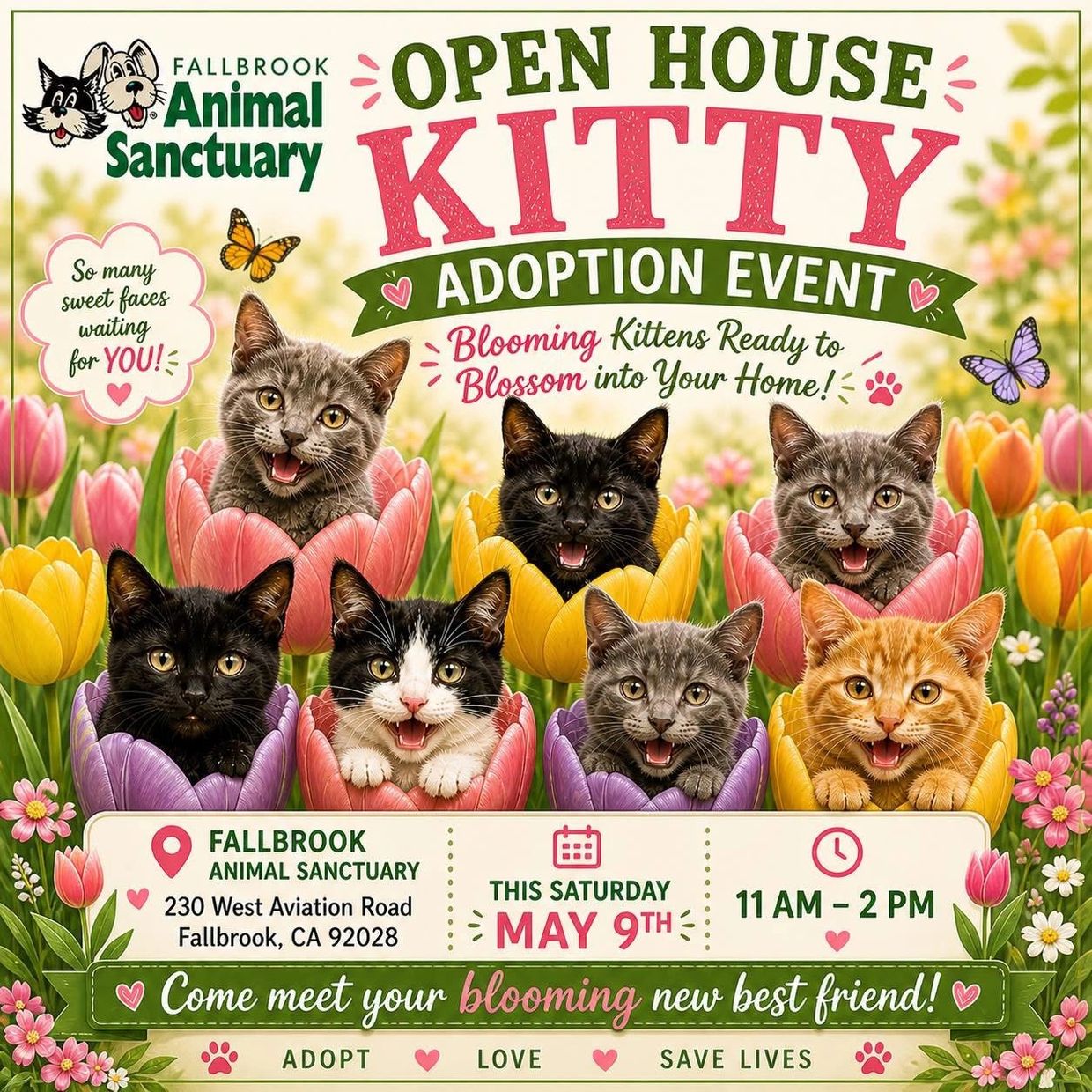 Open house kitty adoption event with blooming kittens at Fallbrook Animal Sanctuary.