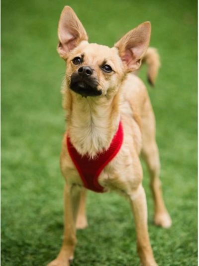 Small dog wearing a red harness on grass.