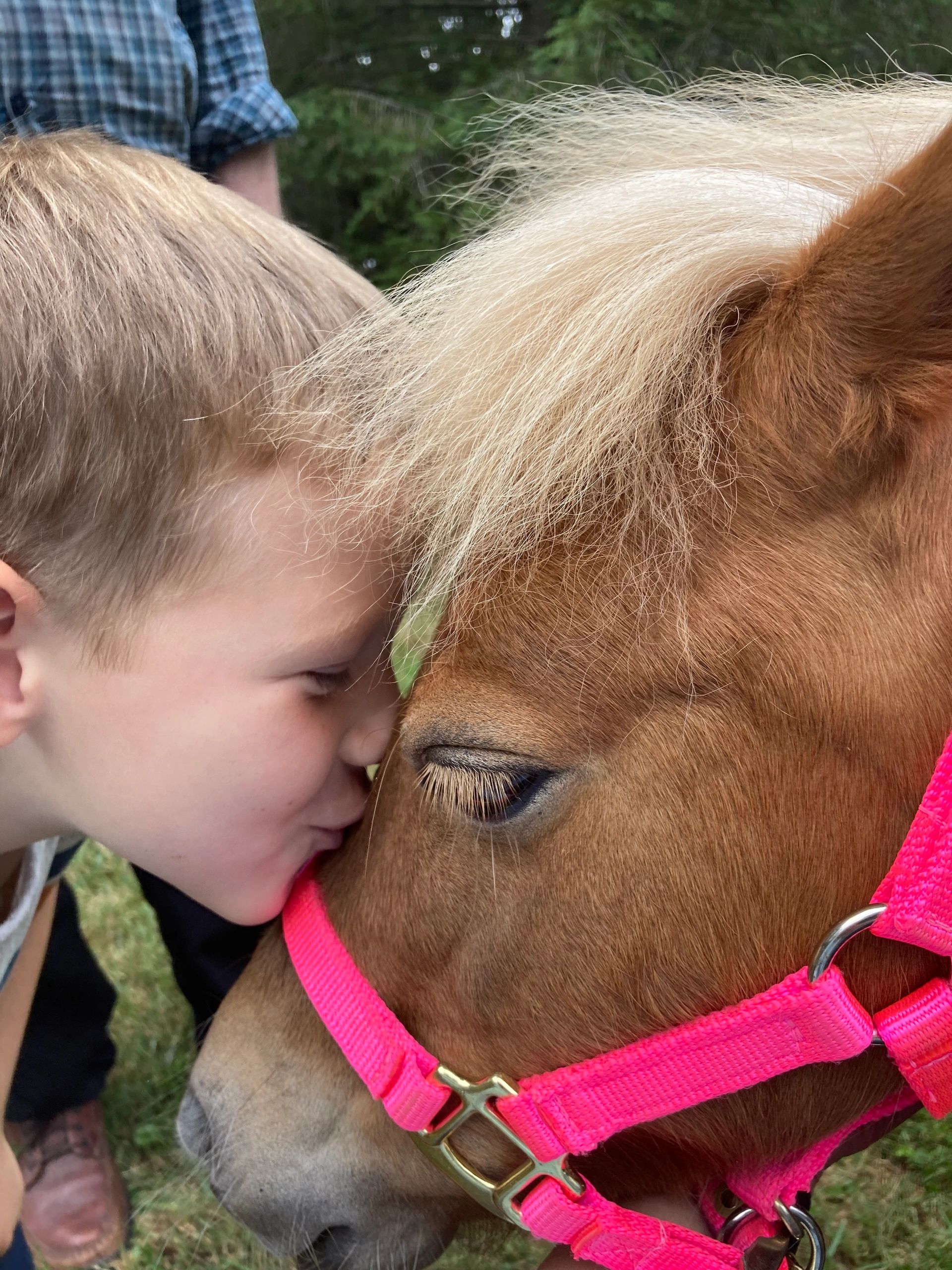 Asheville Therapeutic Equestrian Center
