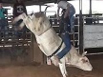 Meet The Boys | Bad Dog Rodeo