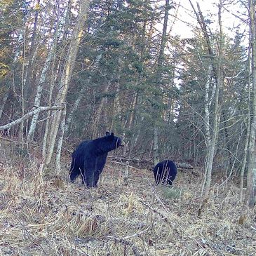 Two black bears in a forest clearing with dry grass and trees.