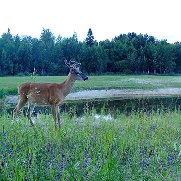 A young buck by the pond, antlers growing, eyes set on the horizon—nature in quiet motion."