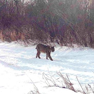 A lynx walking in the snow near bushes.