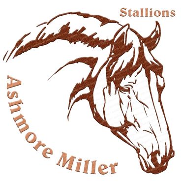 Ashmore Miller Stallions Logo.