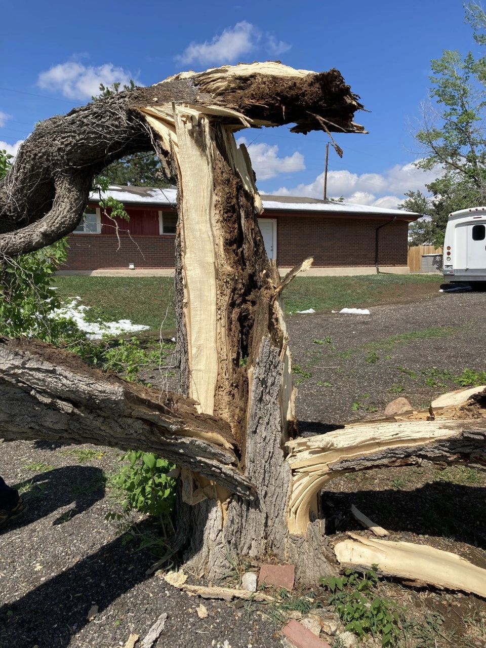 Denver Tree Company work site