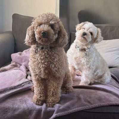 Two small curly-haired dogs sitting on a couch.