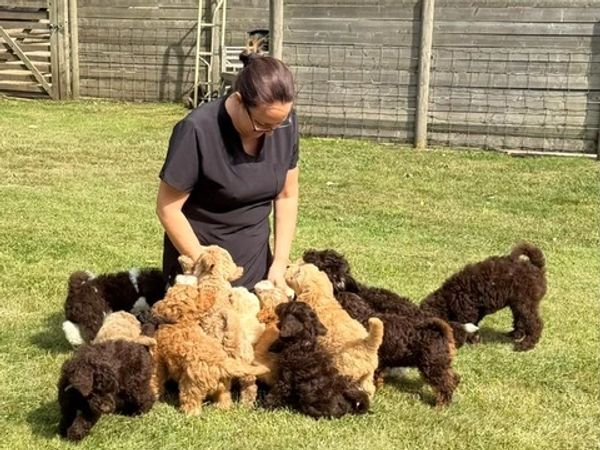 Skenasdoodles, resident breeder surrounded by a group of playful Goldendoodle puppies on grass.
