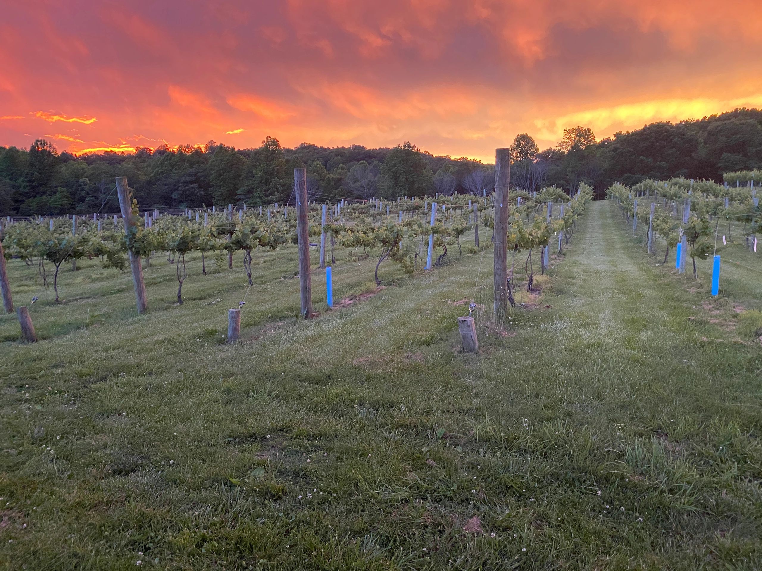Cincinnatus Vineyards and Farm