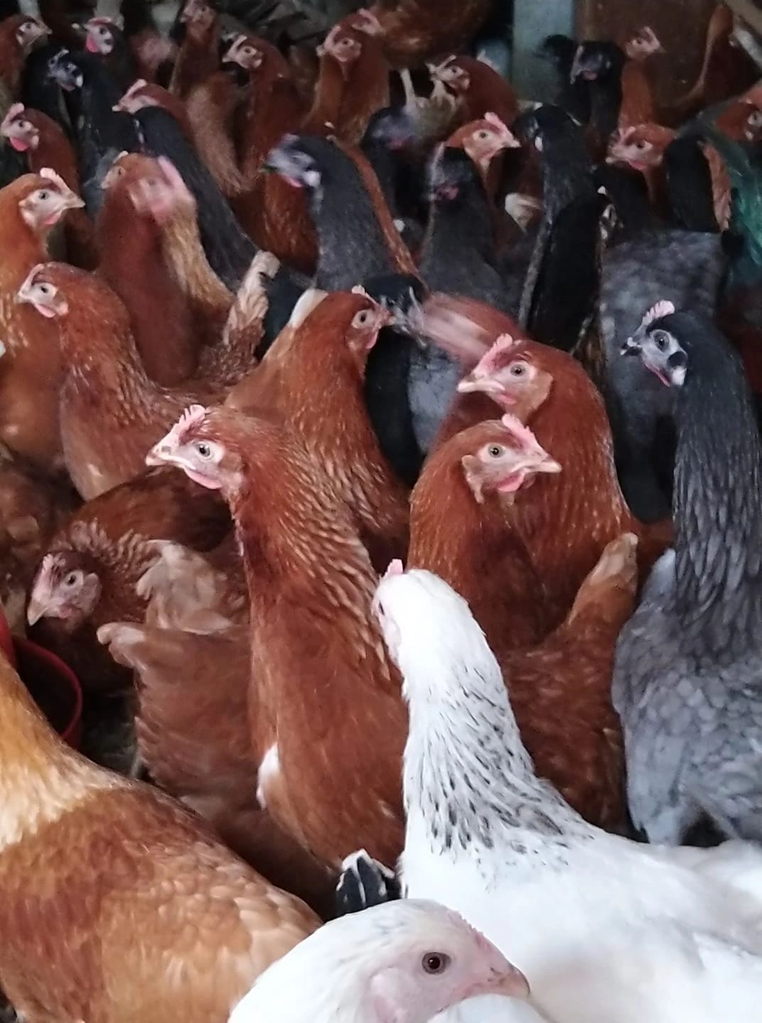 poultry in rearing sheds