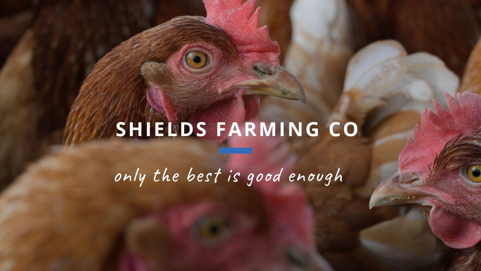 Teviotdale Hens for Sale, Doorstep Milk Delivery Service