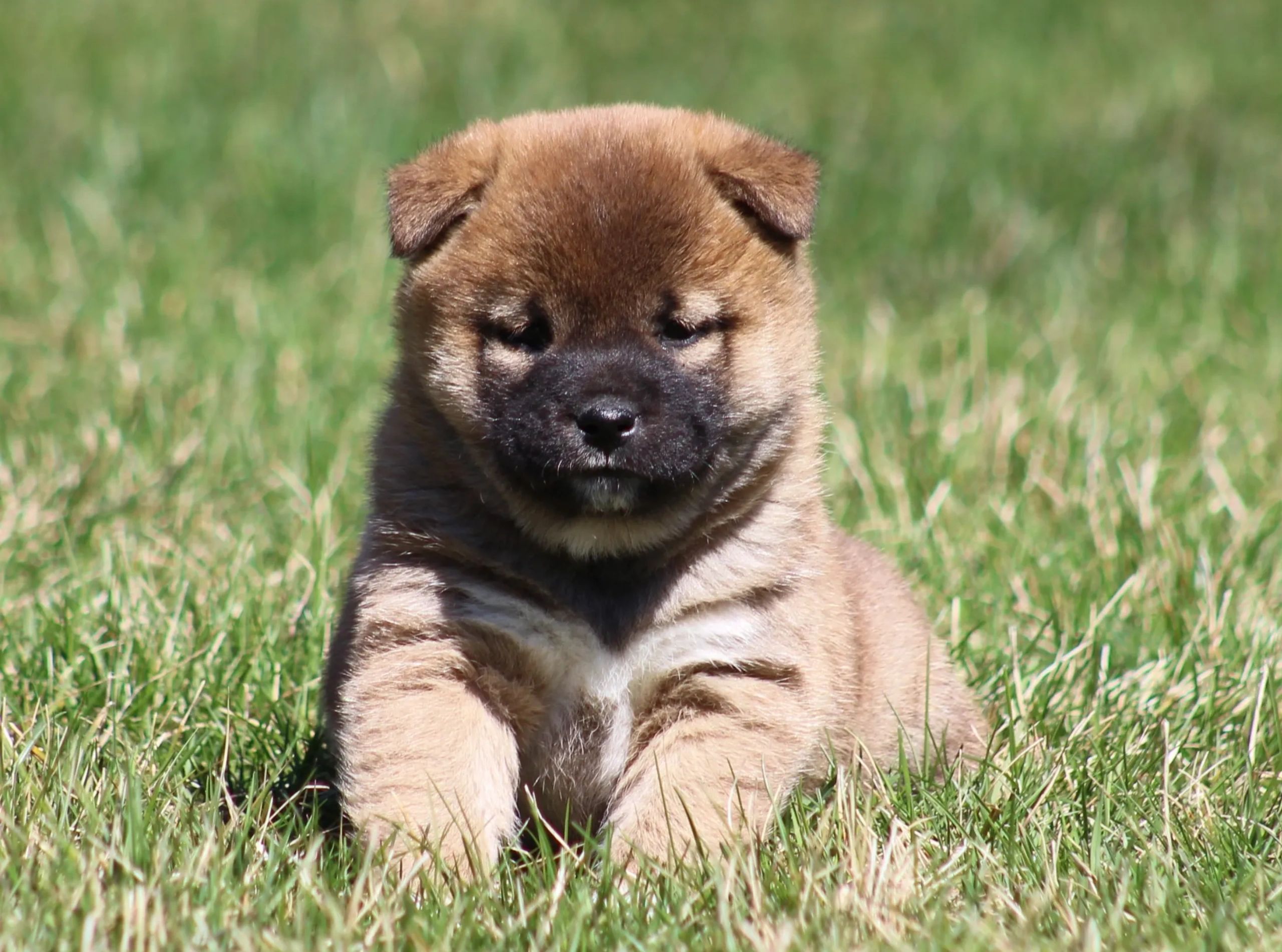 Adorable cute puppies for sale