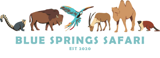 Blue Springs Safari