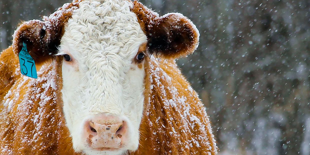 A cow with a snowy coat stands in a winter snowfall.