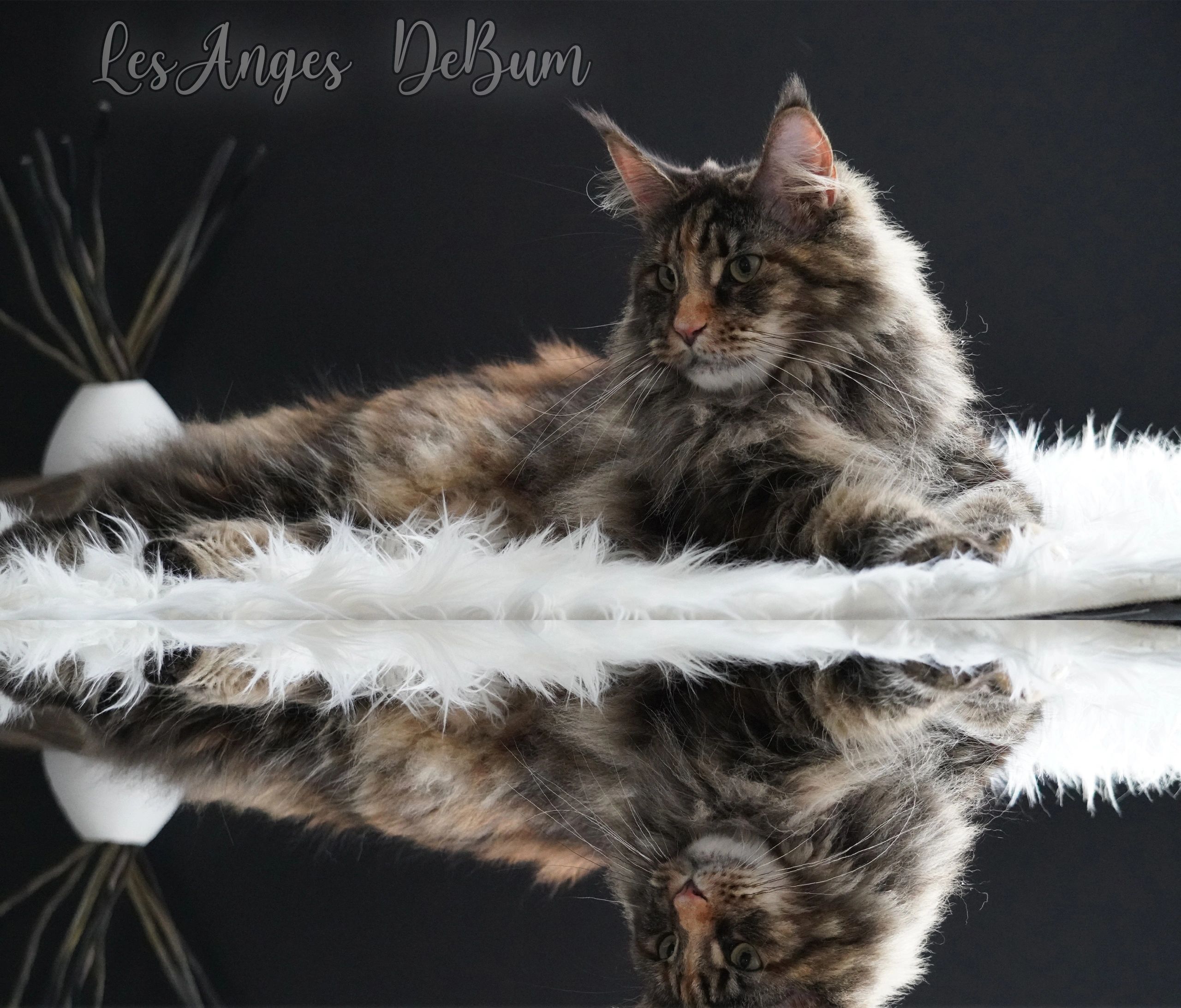 Chatterie Maine Coon Lesangesdebum Chatterie Maine Coon Lesangesdebum