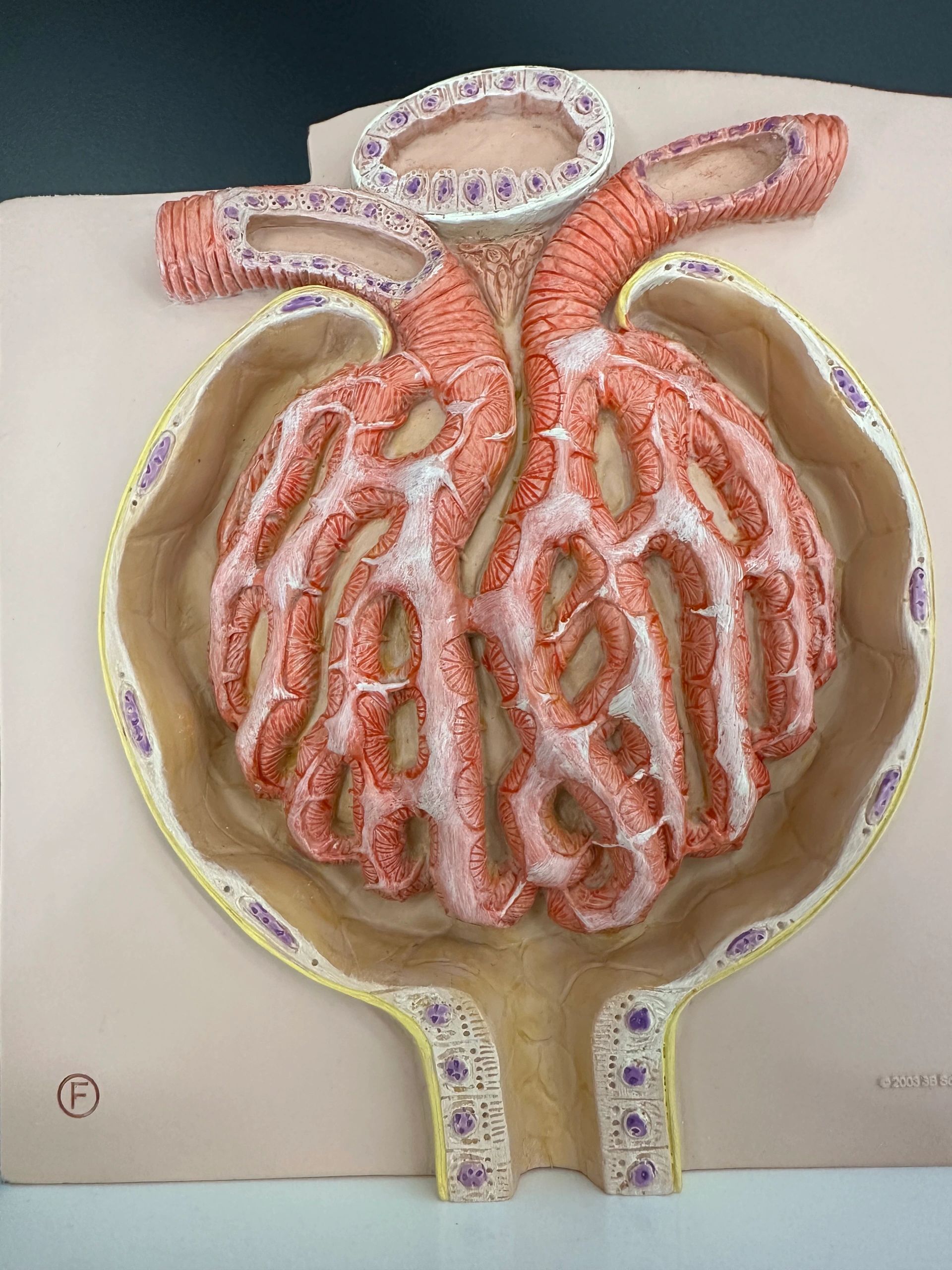 Kidney histology 