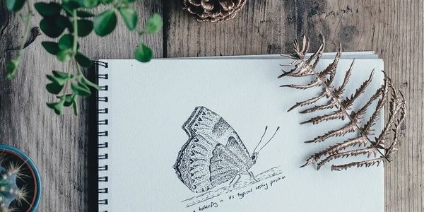 Drawing of a butterfly