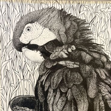 Detailed black and white pen drawing of a parrot.