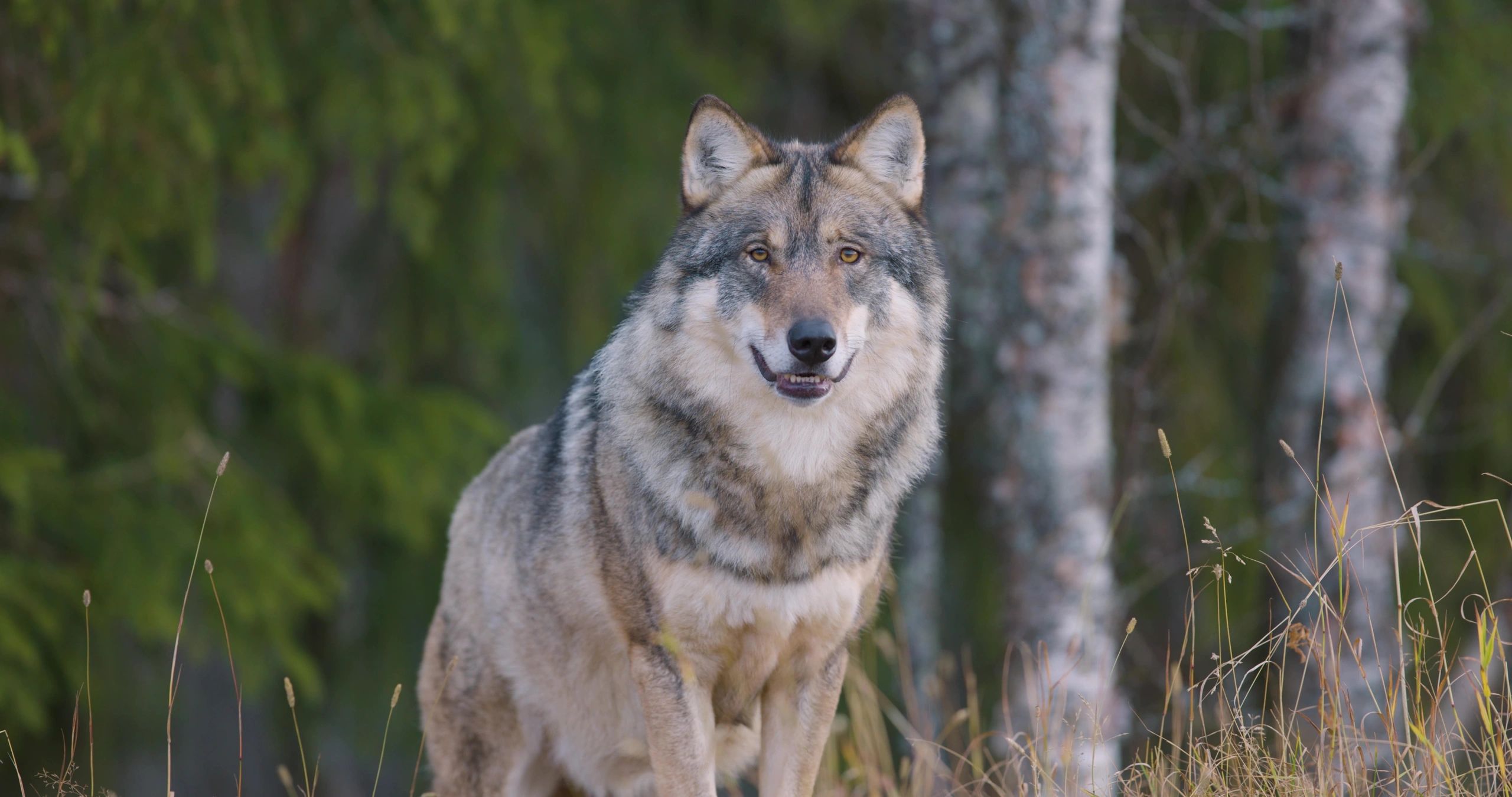 The Wolf The Wolf