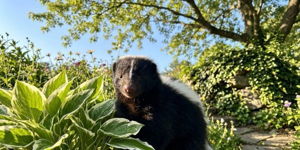 Black and white skunk in a garden under sunlight.